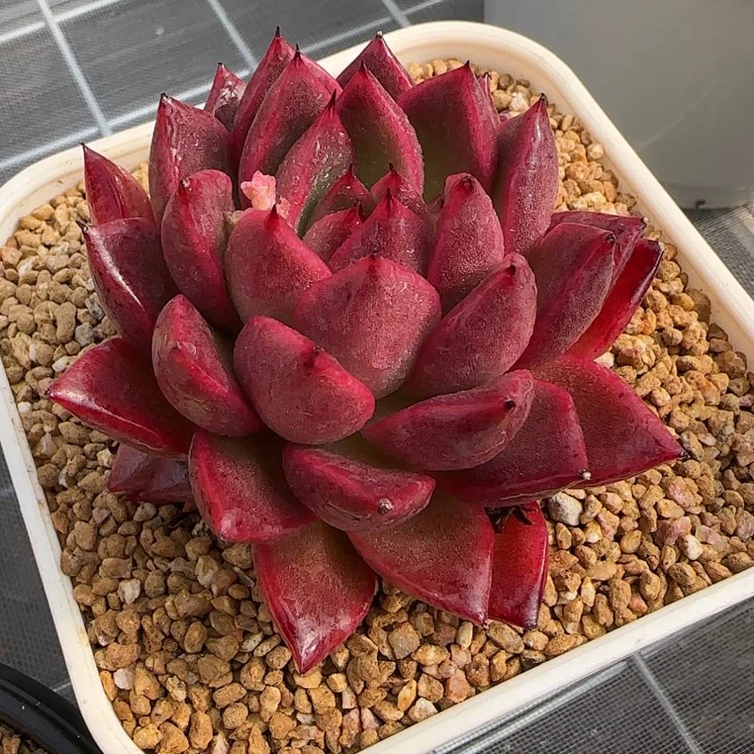 从前慢花园精选0130-单头尖叶粉钻