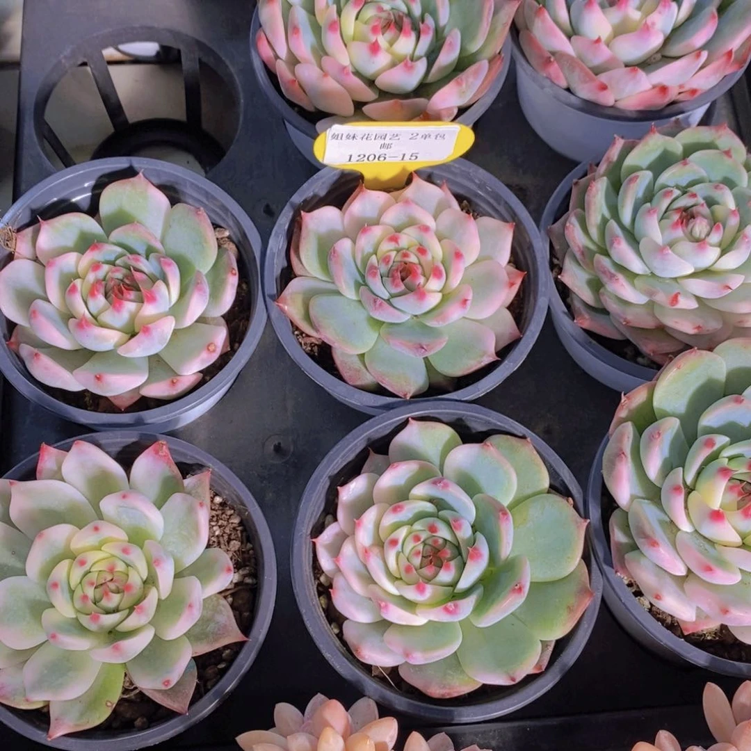 1206-15-精品母本吉娃娃锦单头一个