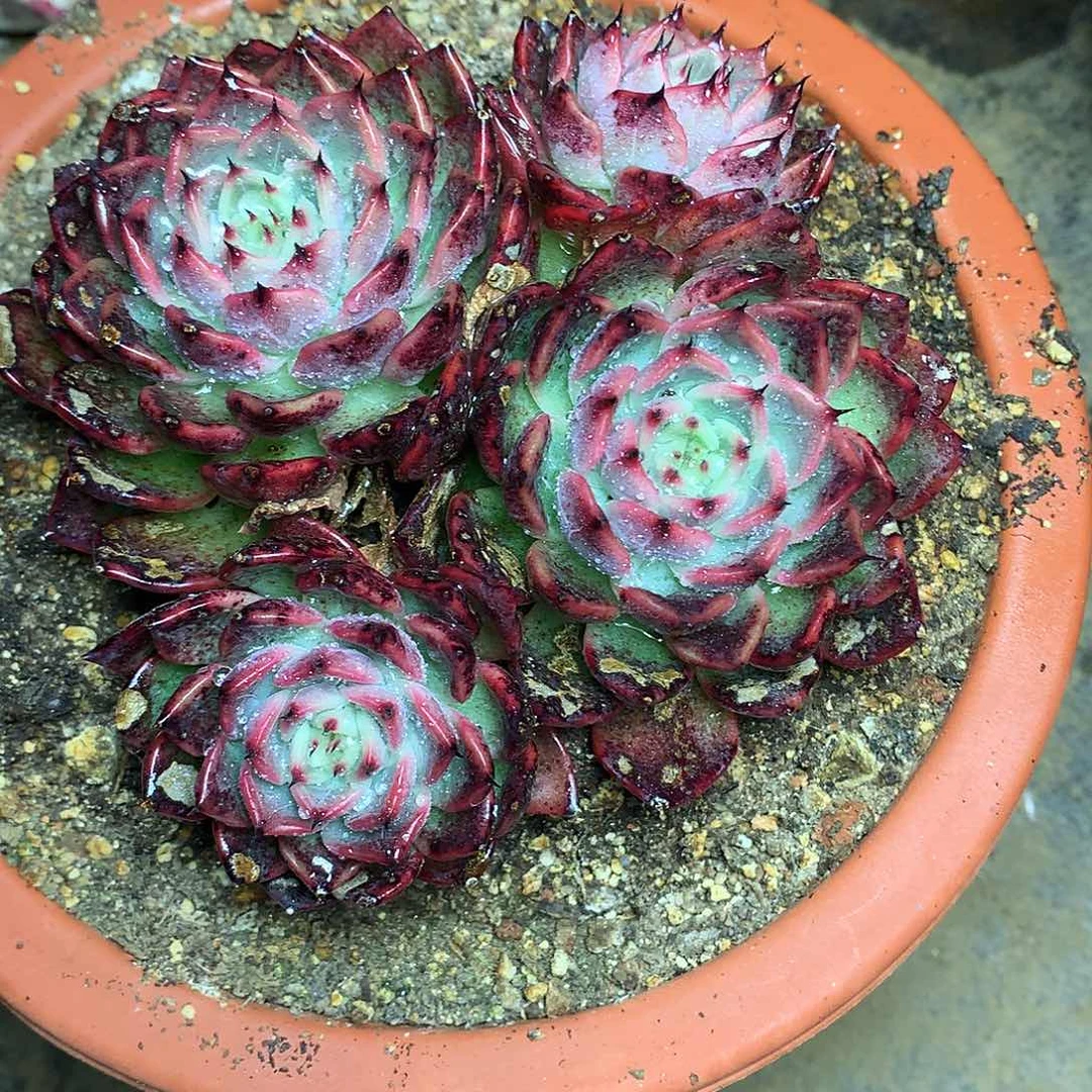 甜*诺玛德多肉一物一拍