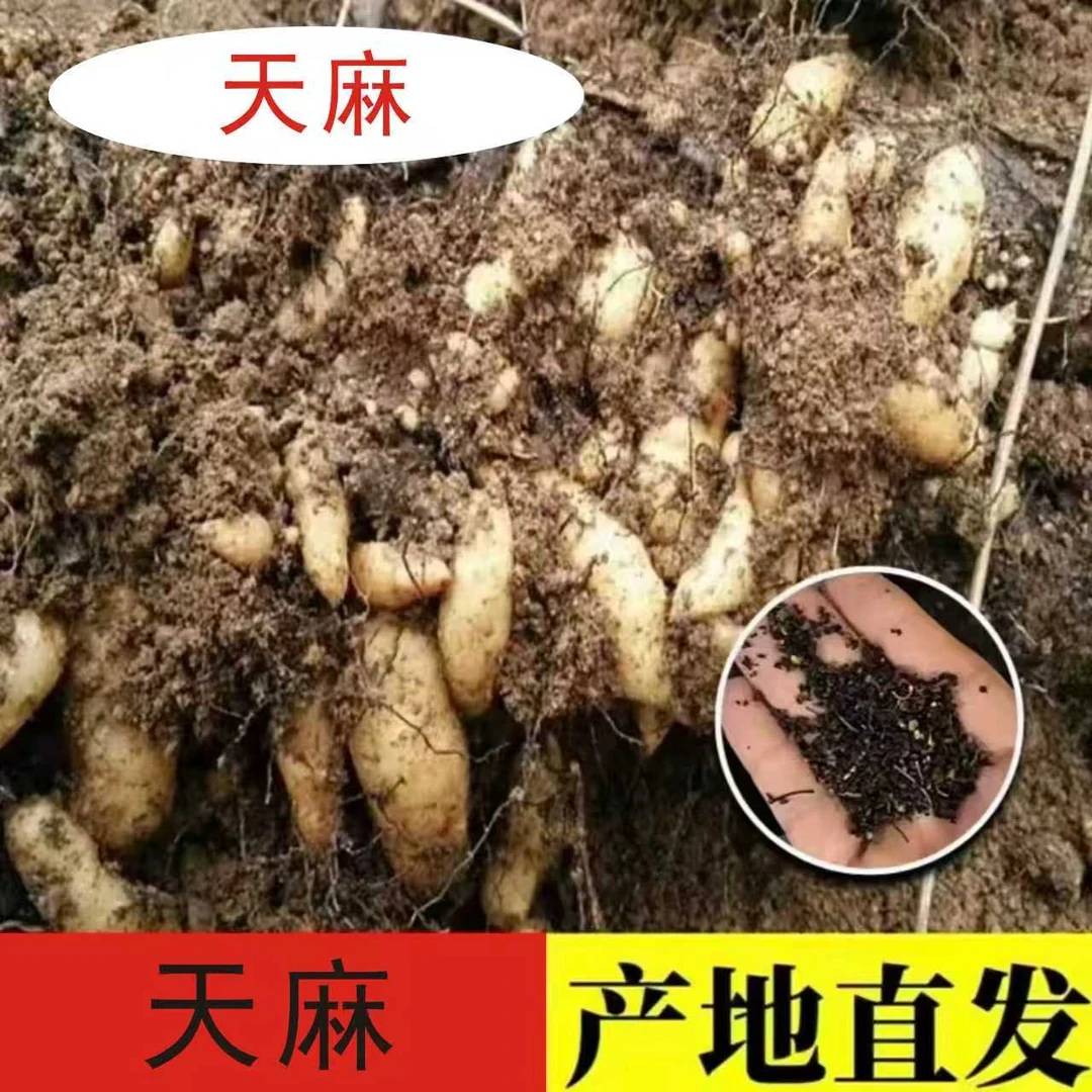 抢！！！【拍一发五】热销！！高发芽率天麻秋冬植蔬菜商品图