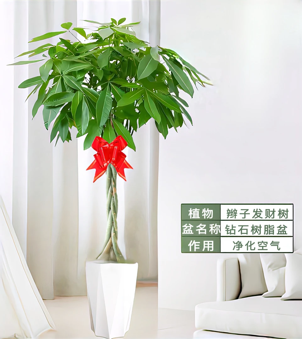 大型发财树客厅观叶盆景植物大颗独杆辫子室内绿植摇钱树招财盆景