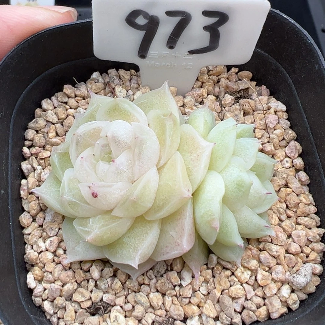 973号梨花白默认散