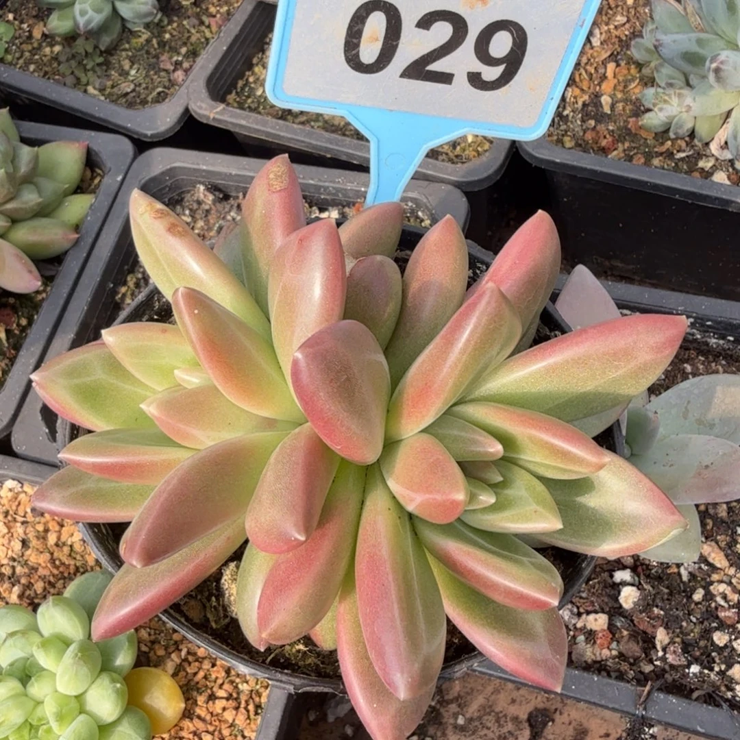 迷雾泡泡一物一拍029