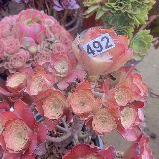 金***奶多肉植物一个美金