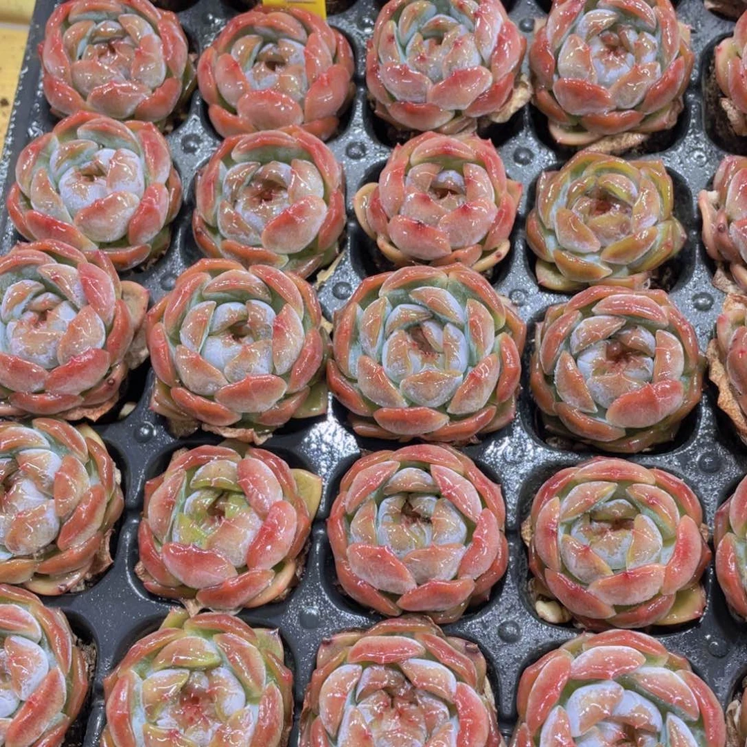 700号 糖心红色恋人单头四个