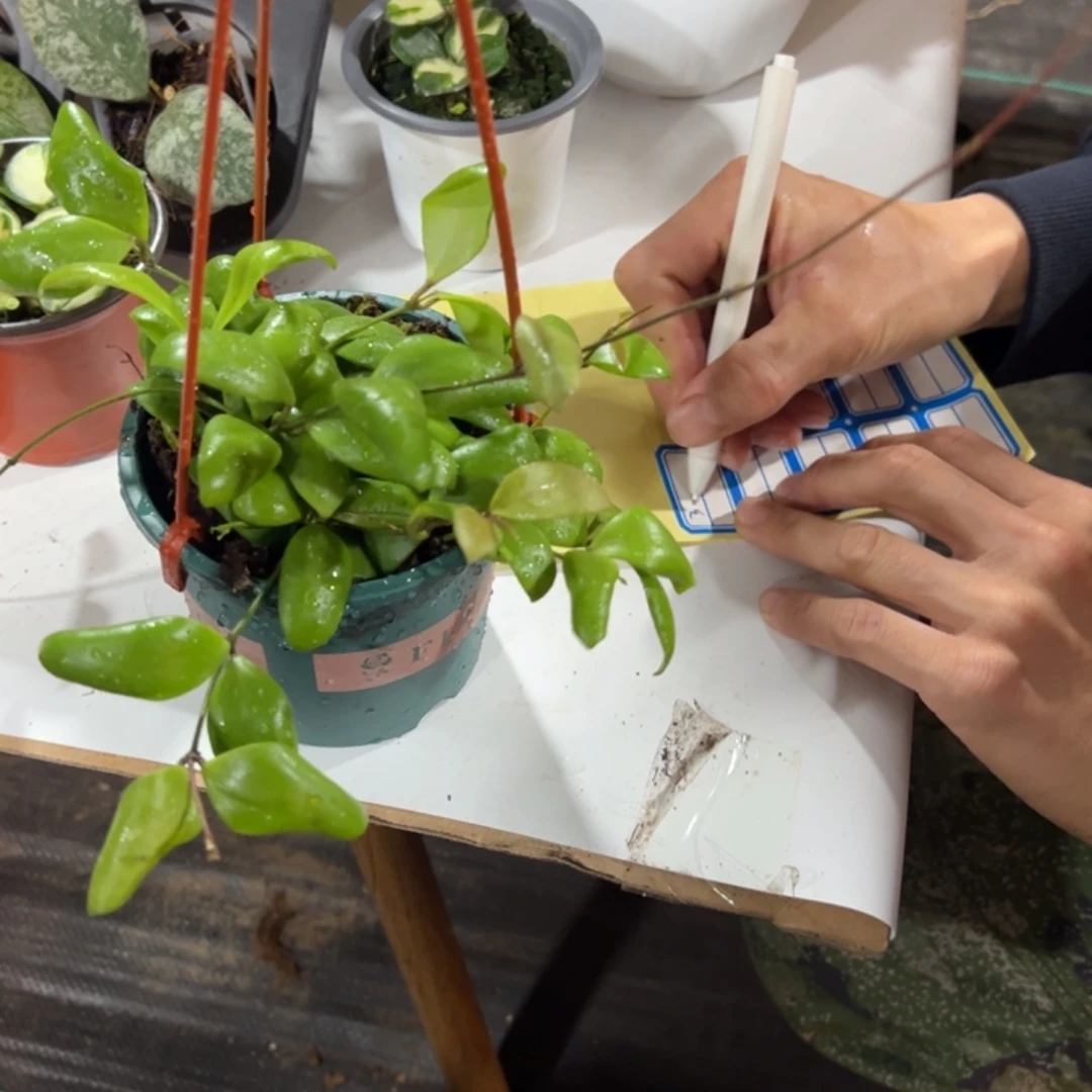 J***、无花朵蛋壳球兰中苗