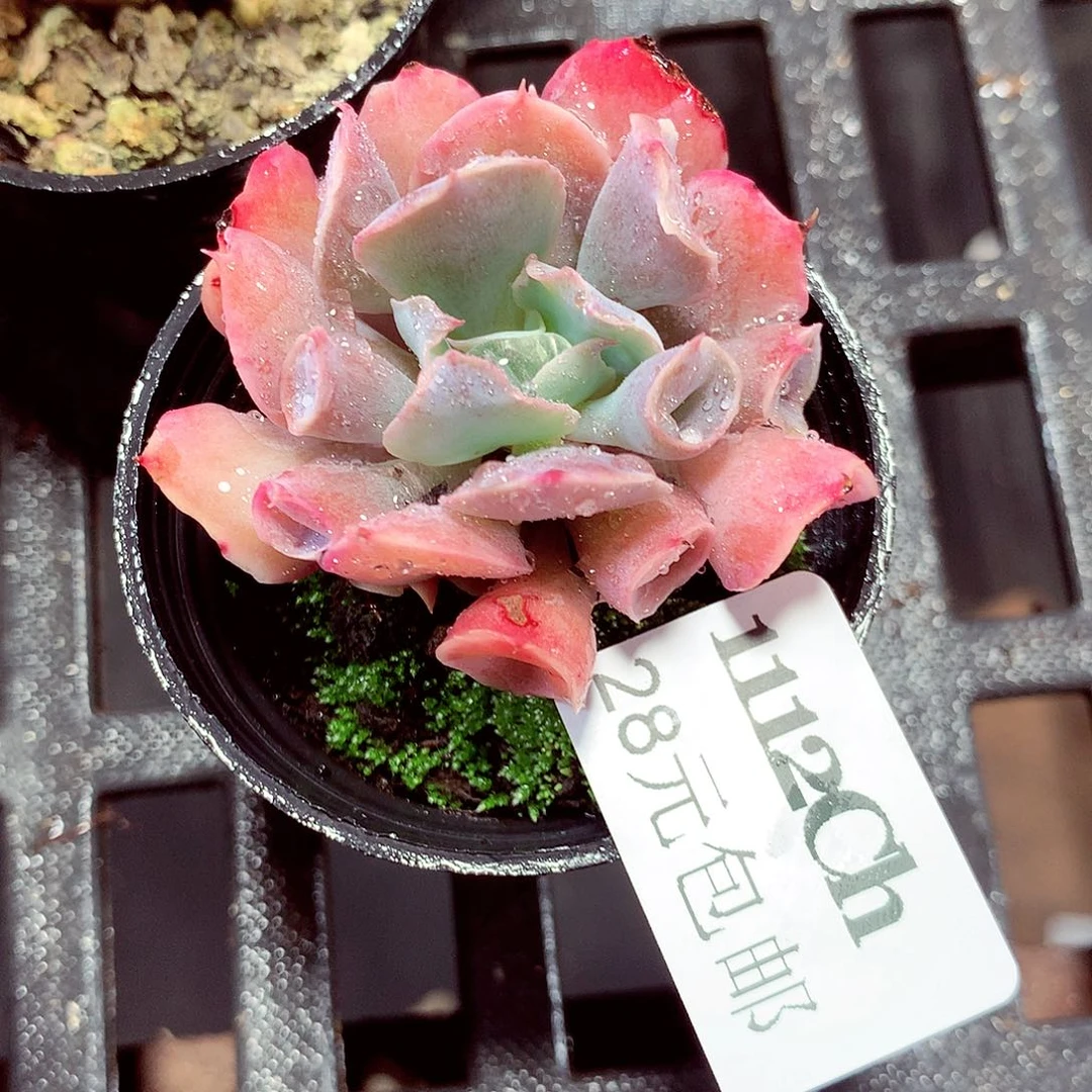 5厘米盆精控多肉1112