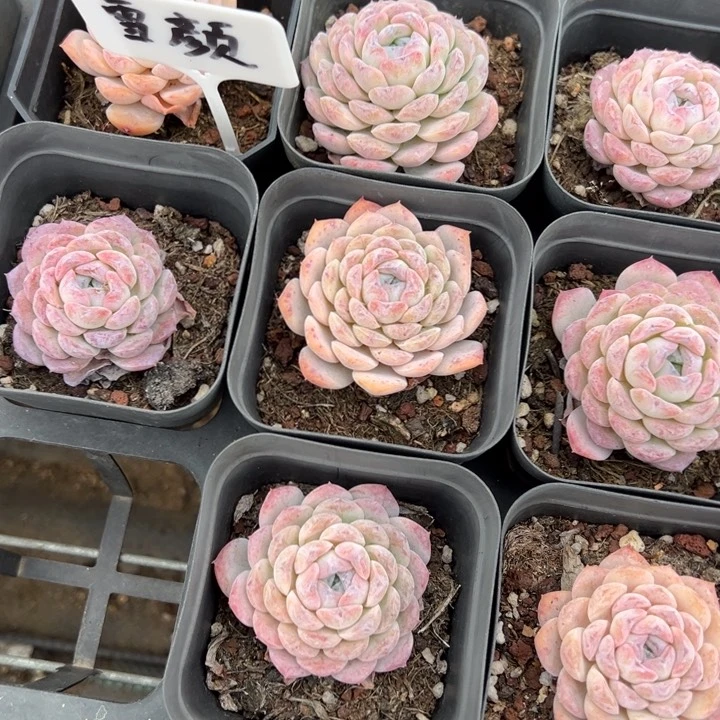 雪颜冰魄一颗量拍多肉满20包邮下午发