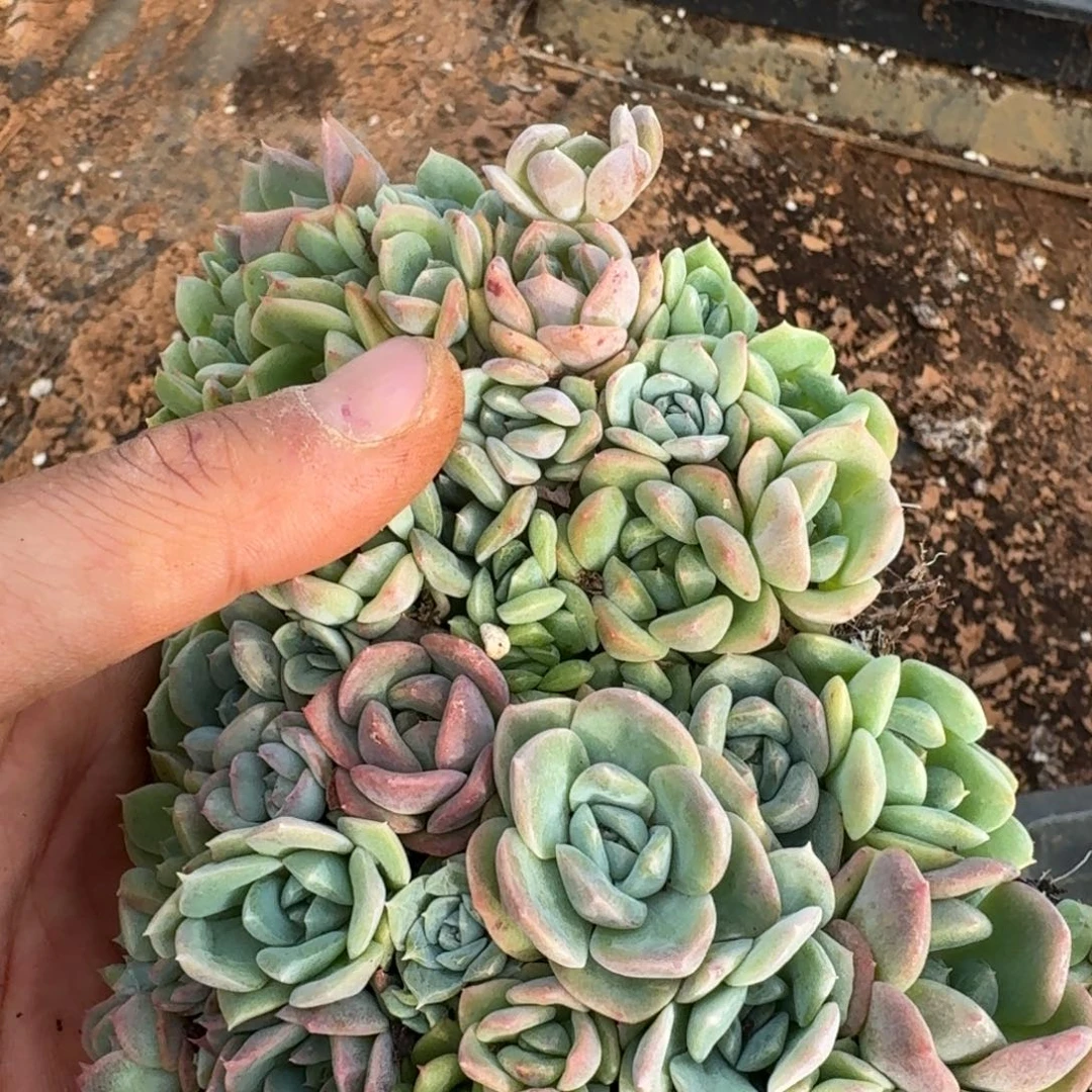 糖心切糕一份量拍18-102四十颗左右
