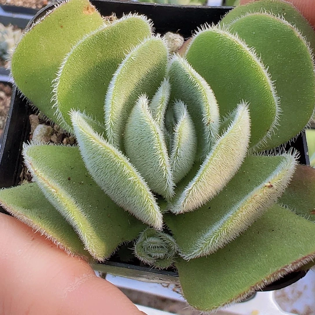 月晕19包邮拓土发货