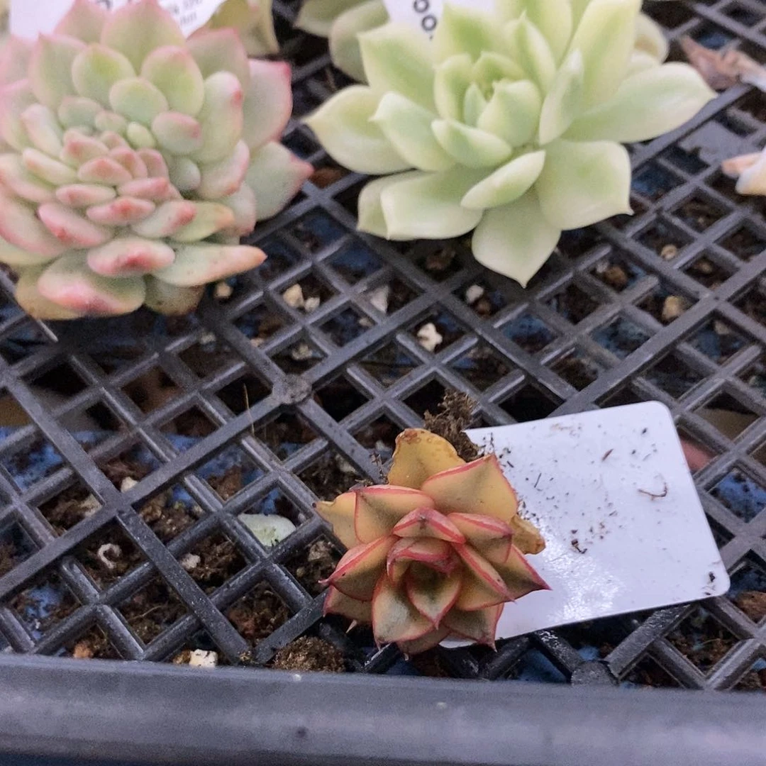 378麒麟座锦炸多肉植物哇啦塞