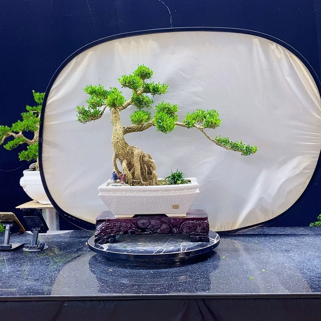 无花朵黄杨盆景造型