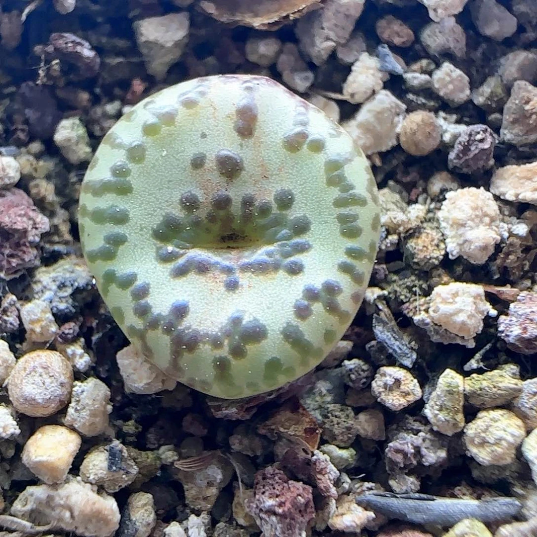 大甩卖开始啦43336