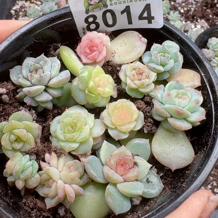 多肉植物多肉植物