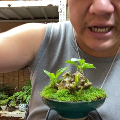 红陶一物一拍所见即所得48