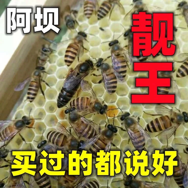 蜂王种优质爆产蜜蜂活体开产双色杂交本地蜂王种王出售养蜂