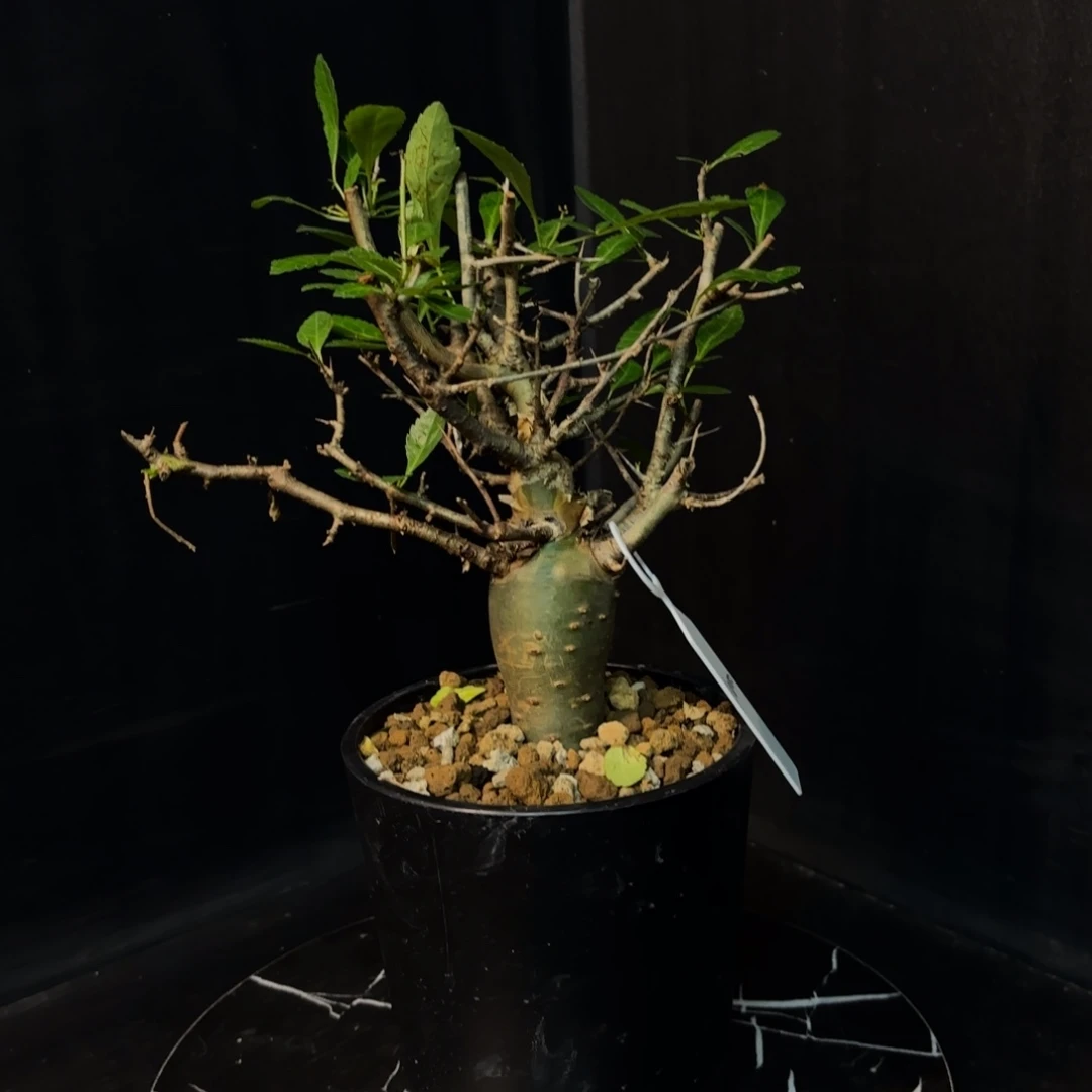 哈比悉尼带盆土hh