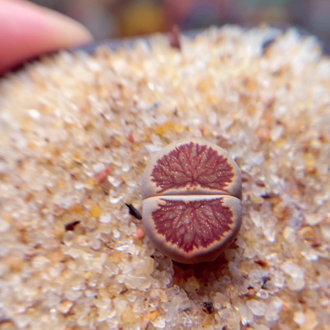 198号带盆包邮发货