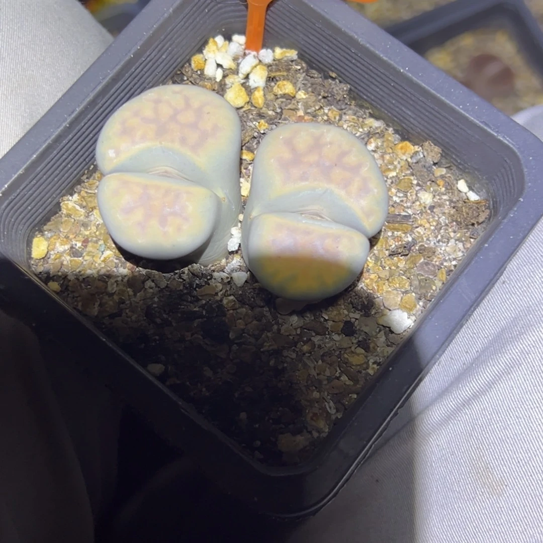 L***L990 一物一拍，默认有伤，介意勿拍，不退不换