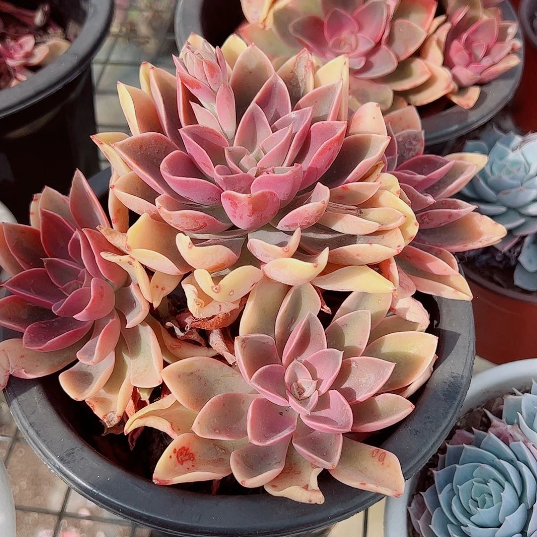 紫气东来多头群生精品特价