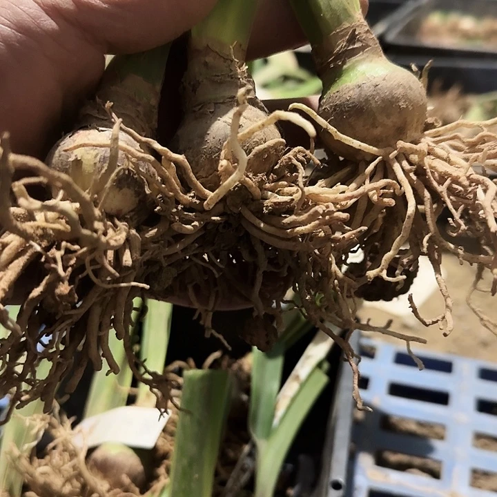 以色列彩虹朱顶红一棵3.5