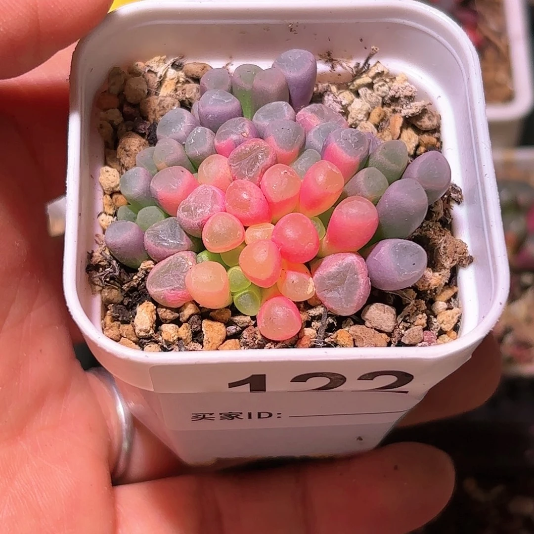 122号五十铃玉锦多肉植物锦一物一拍带盆土发货