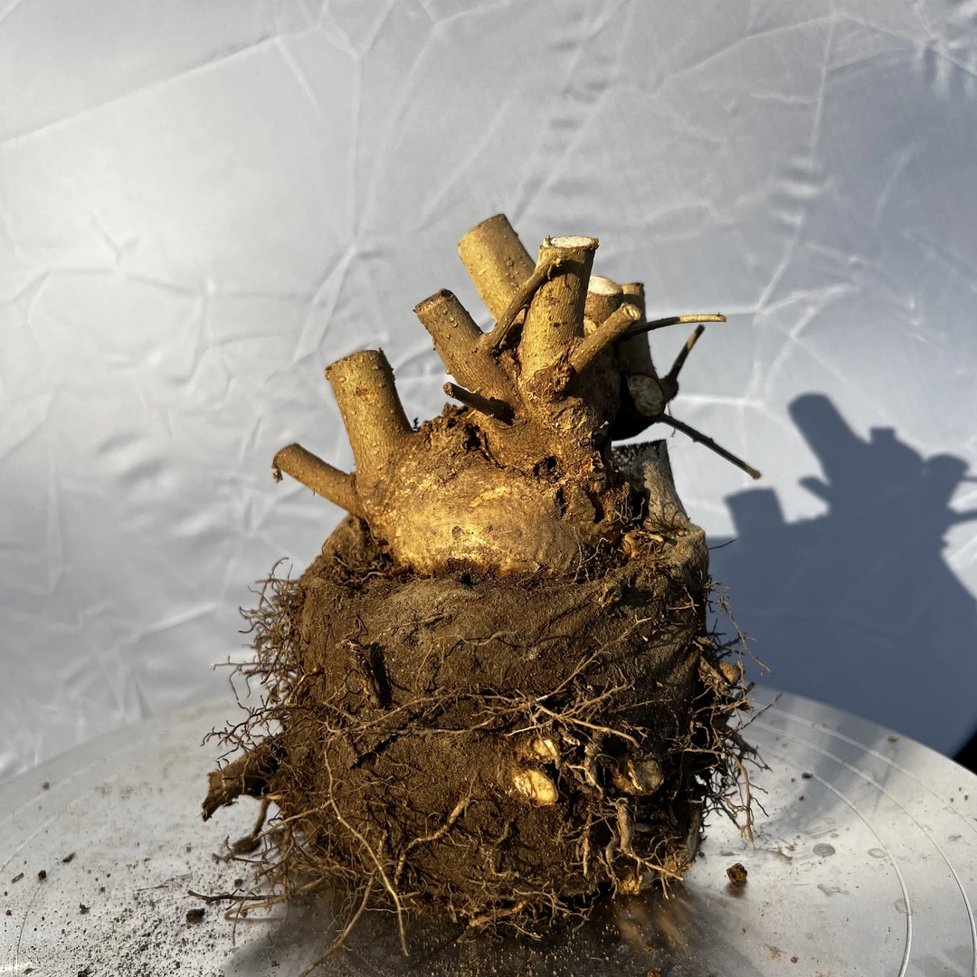 挽华阁盆景园艺一物一拍，对节白蜡小精品坨坨桩耐寒耐旱植物