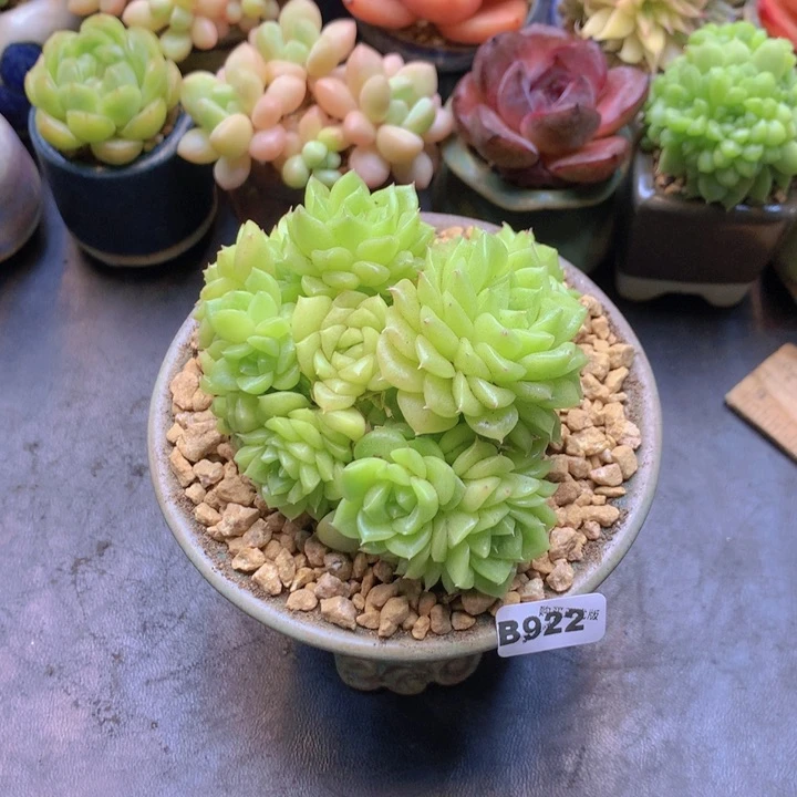 7*一物一拍含盆土满38包邮B922