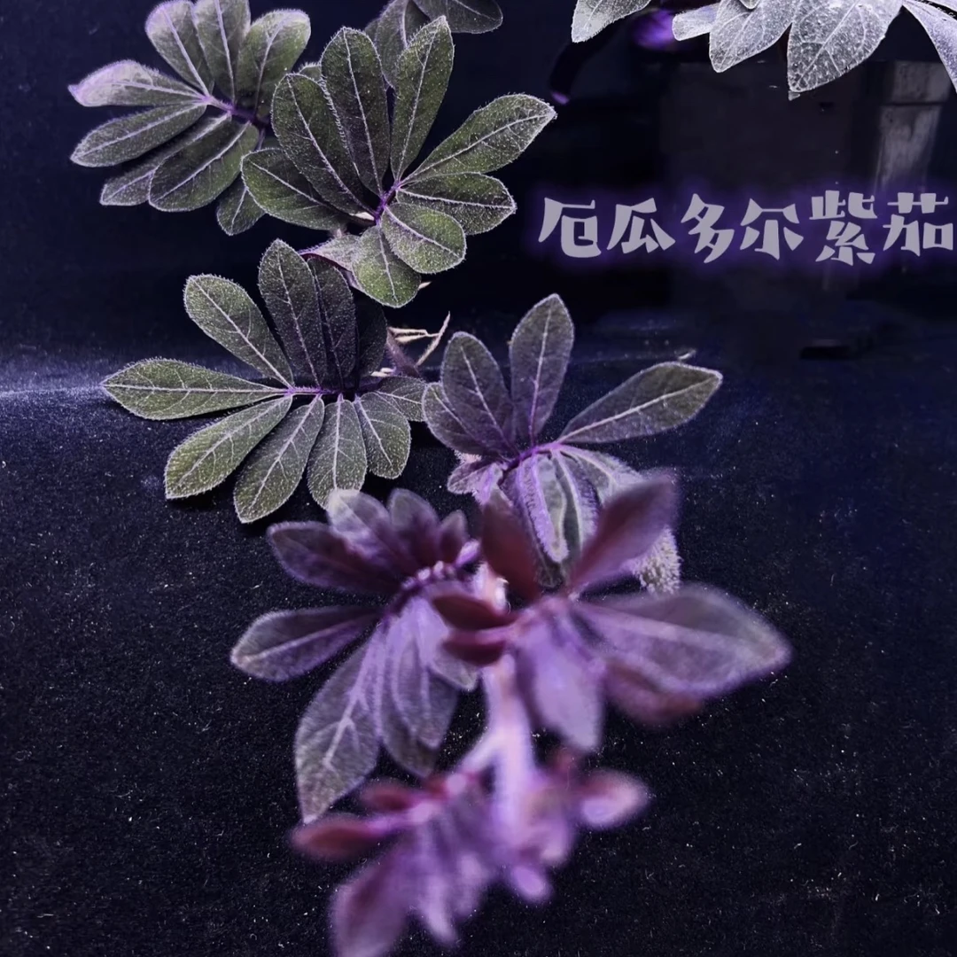 紫霞伊度紫茄秋海棠室内高档绿植盆栽全场两单包邮