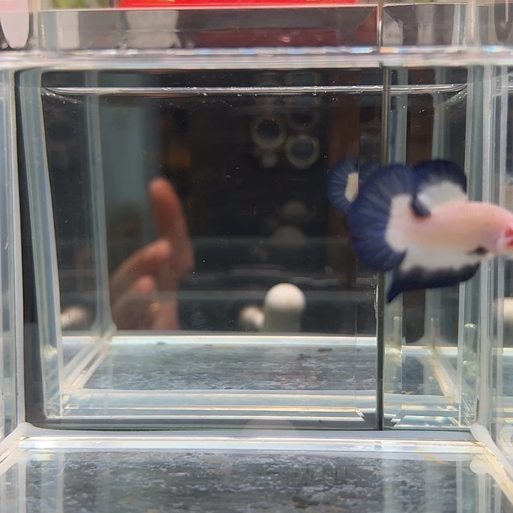 斗鱼一单包邮7日52