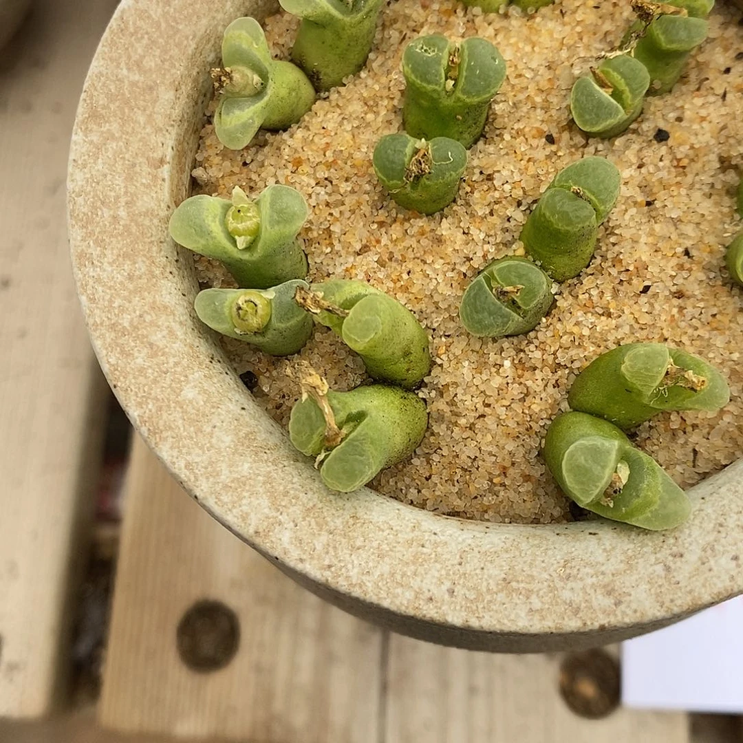 2385双头风铃一组。