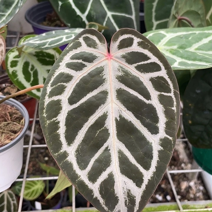 完全开放粉红红花烛