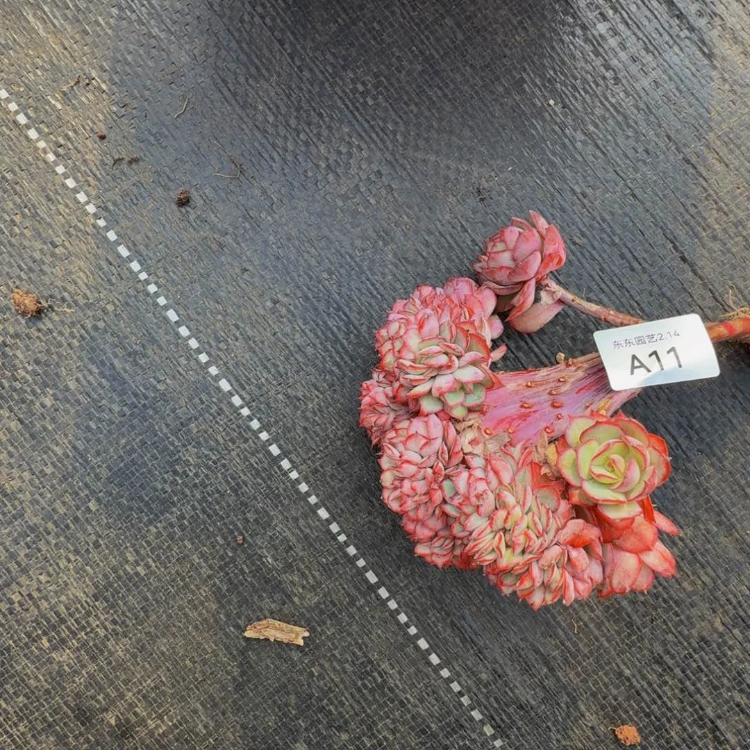 ෆ***酱a a a a a a a a 11