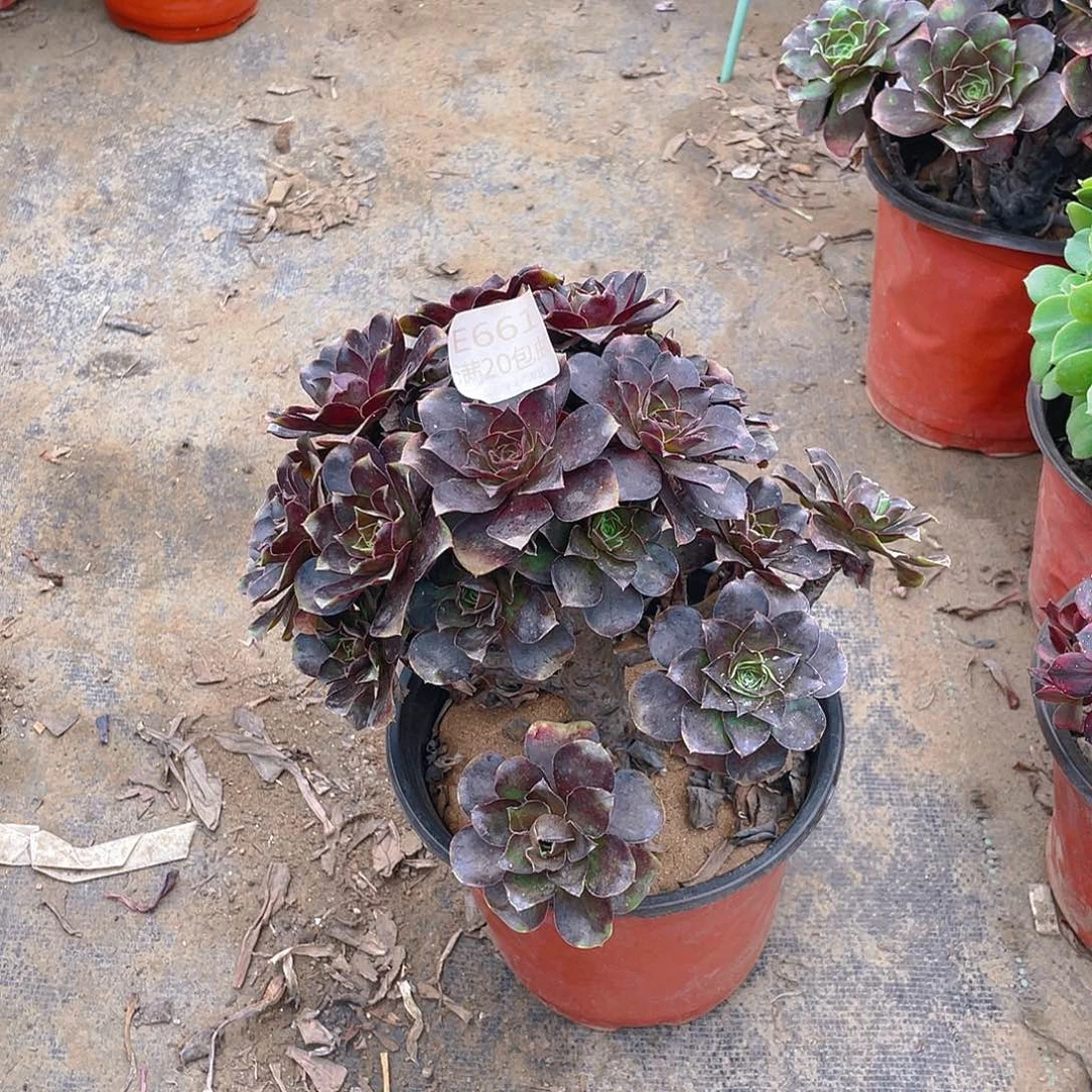 661魅金玫瑰多肉小损不包