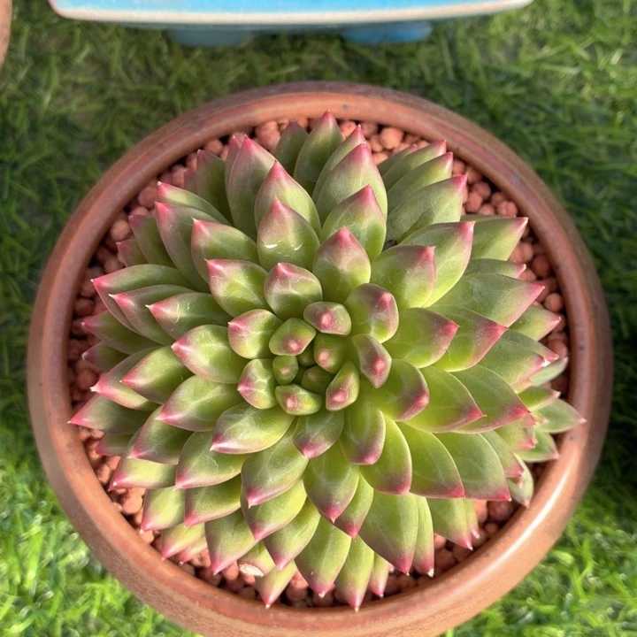 多肉植物 派大星-4