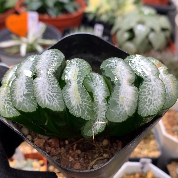 堕落天使玉扇，带盆发货