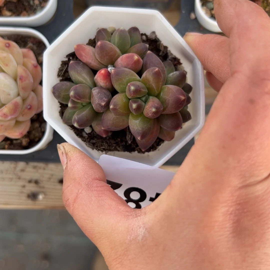 X*482 多肉植物组合