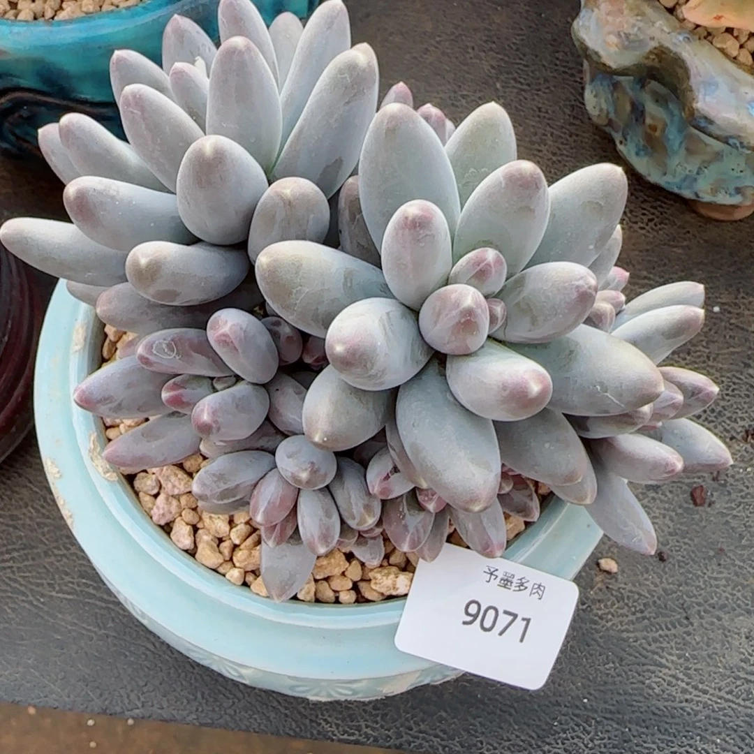乌拉奶，9071多肉植物