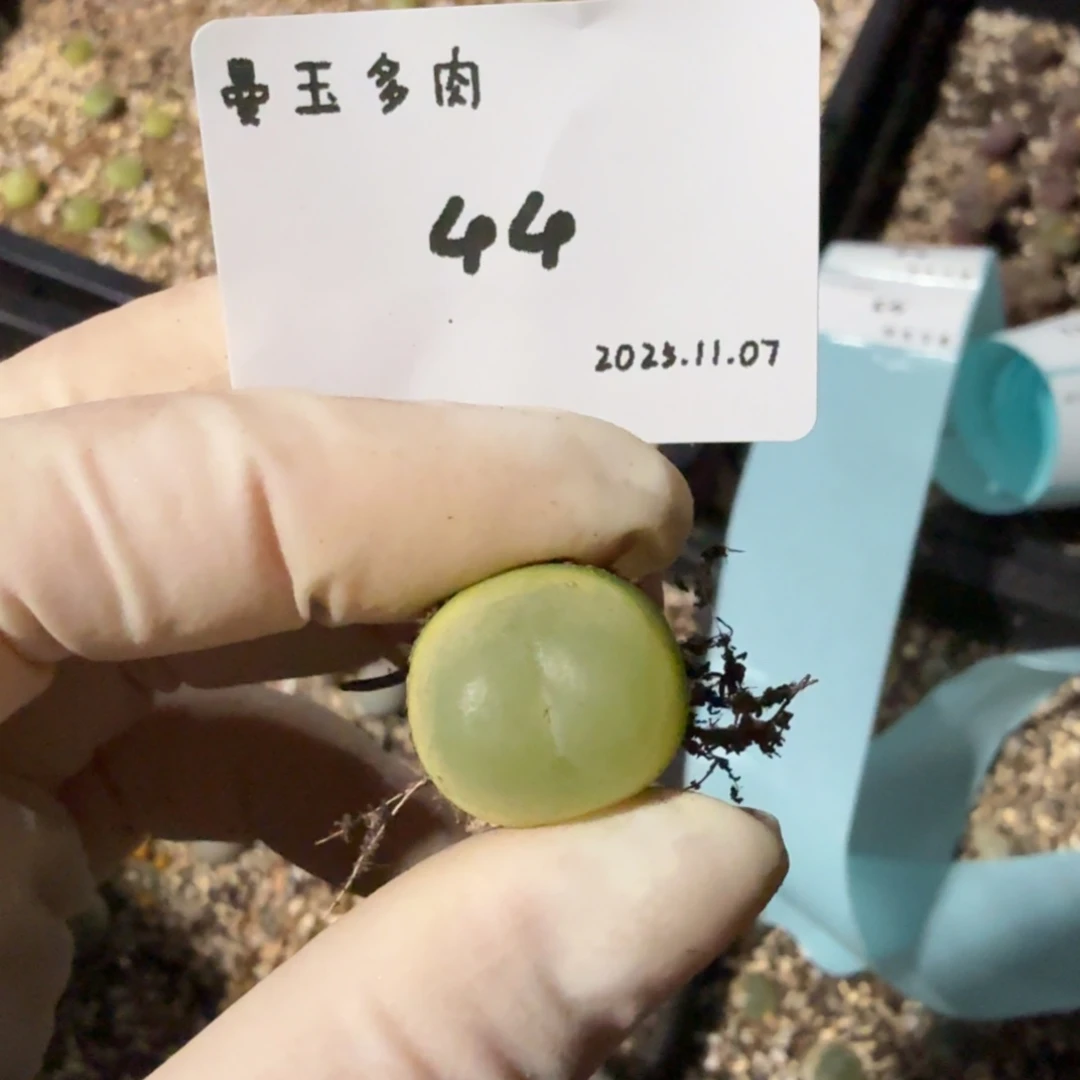 就***菜多肉多肉多肉11.7-044