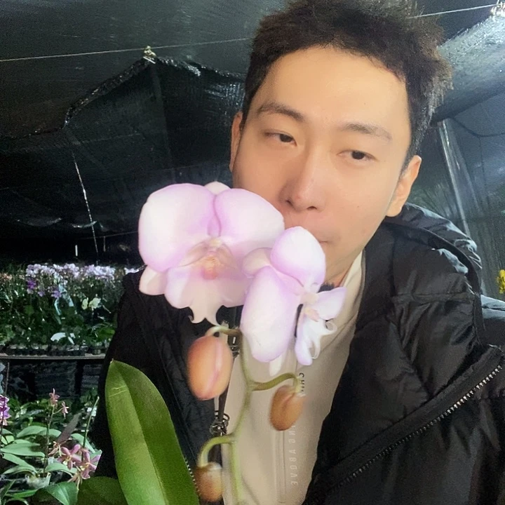 无花朵梦幻天使蝴蝶兰