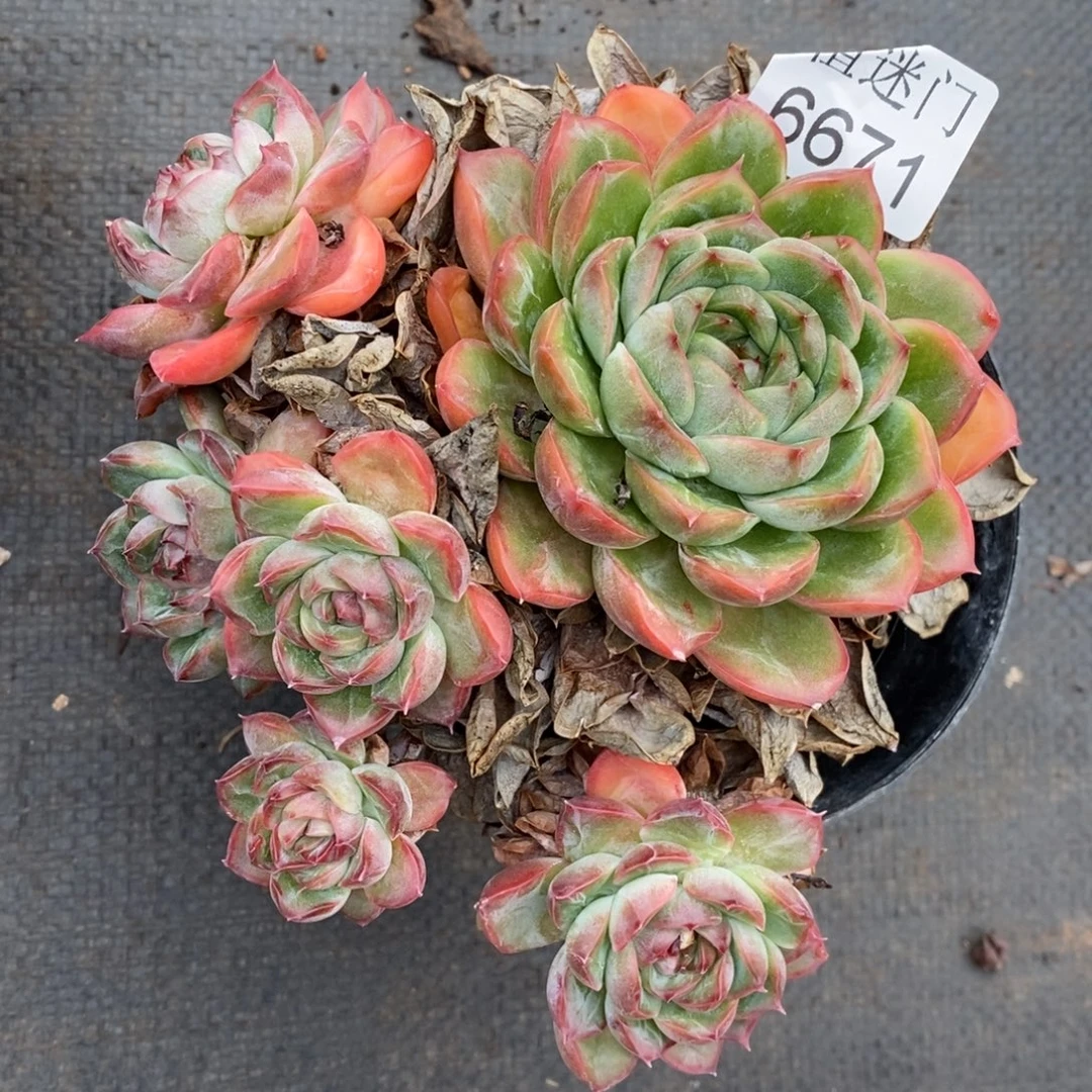 一***了杂交精品多肉6671~12厘米