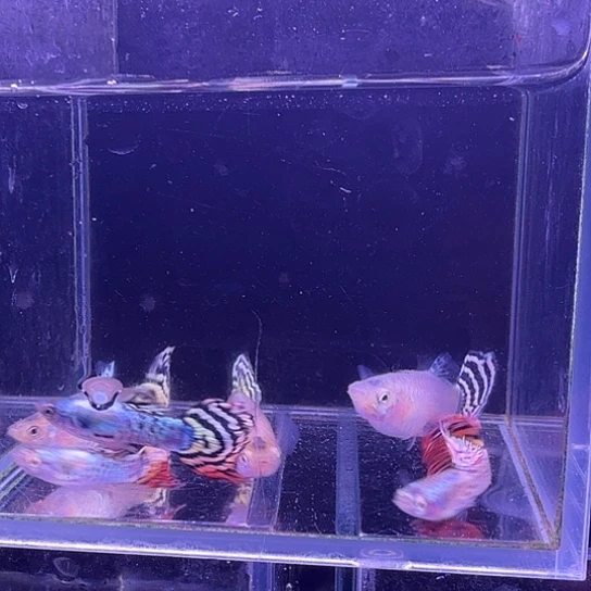 孔雀鱼花老虎孔雀鱼3对