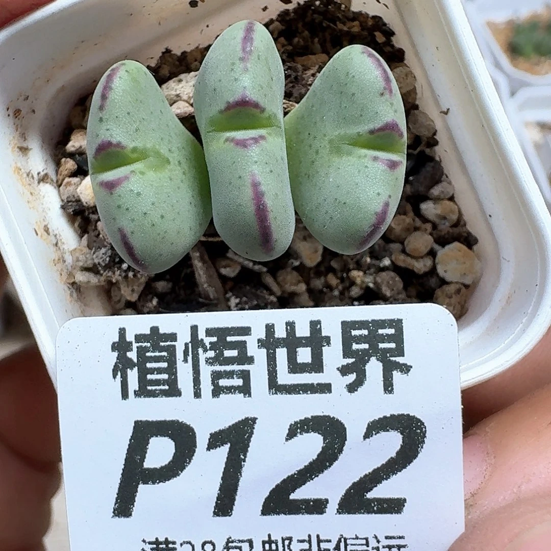 多肉植物的润泽地方