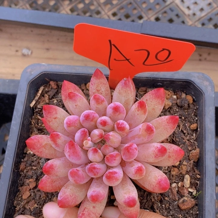 你也不要给你自己