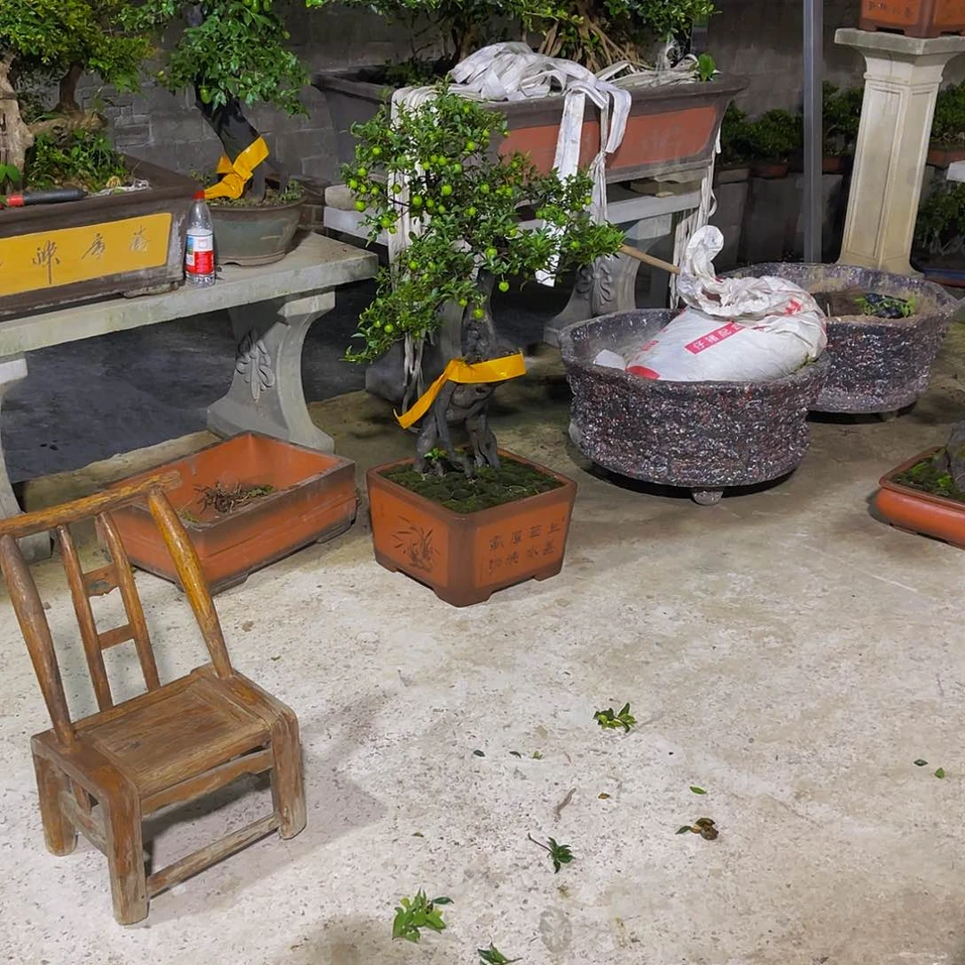 全部花朵金弹子金弹子