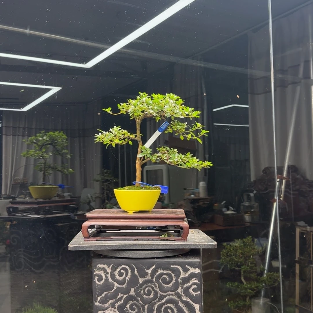 张***无花朵花卉苗木1594