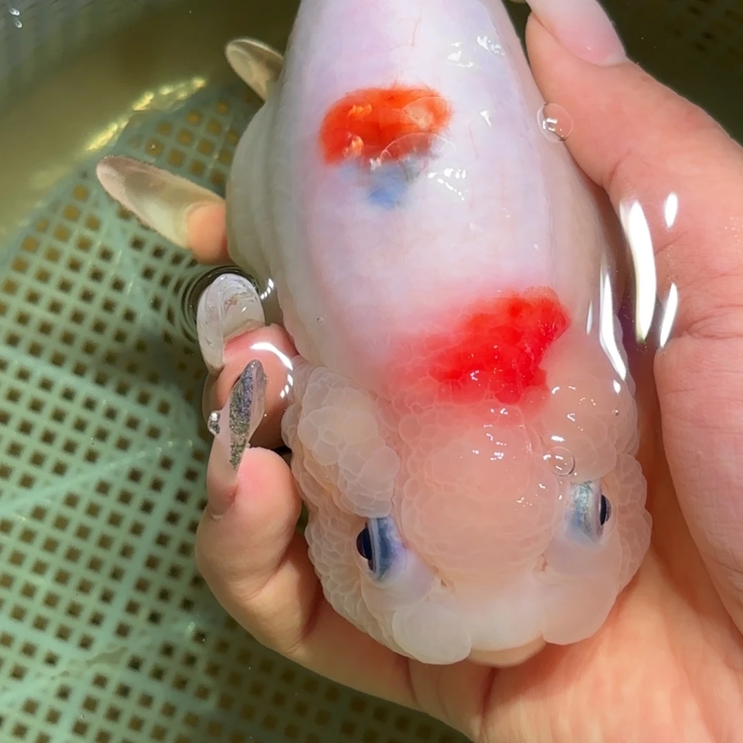 田***㍿金鱼拍包装包邮，不拍包装运费到付