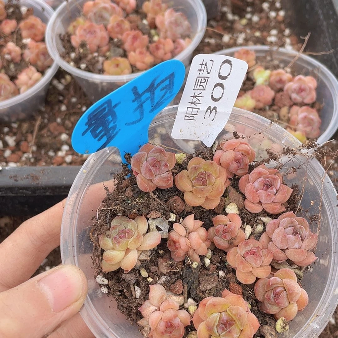 量拍多肉植物多肉植物300