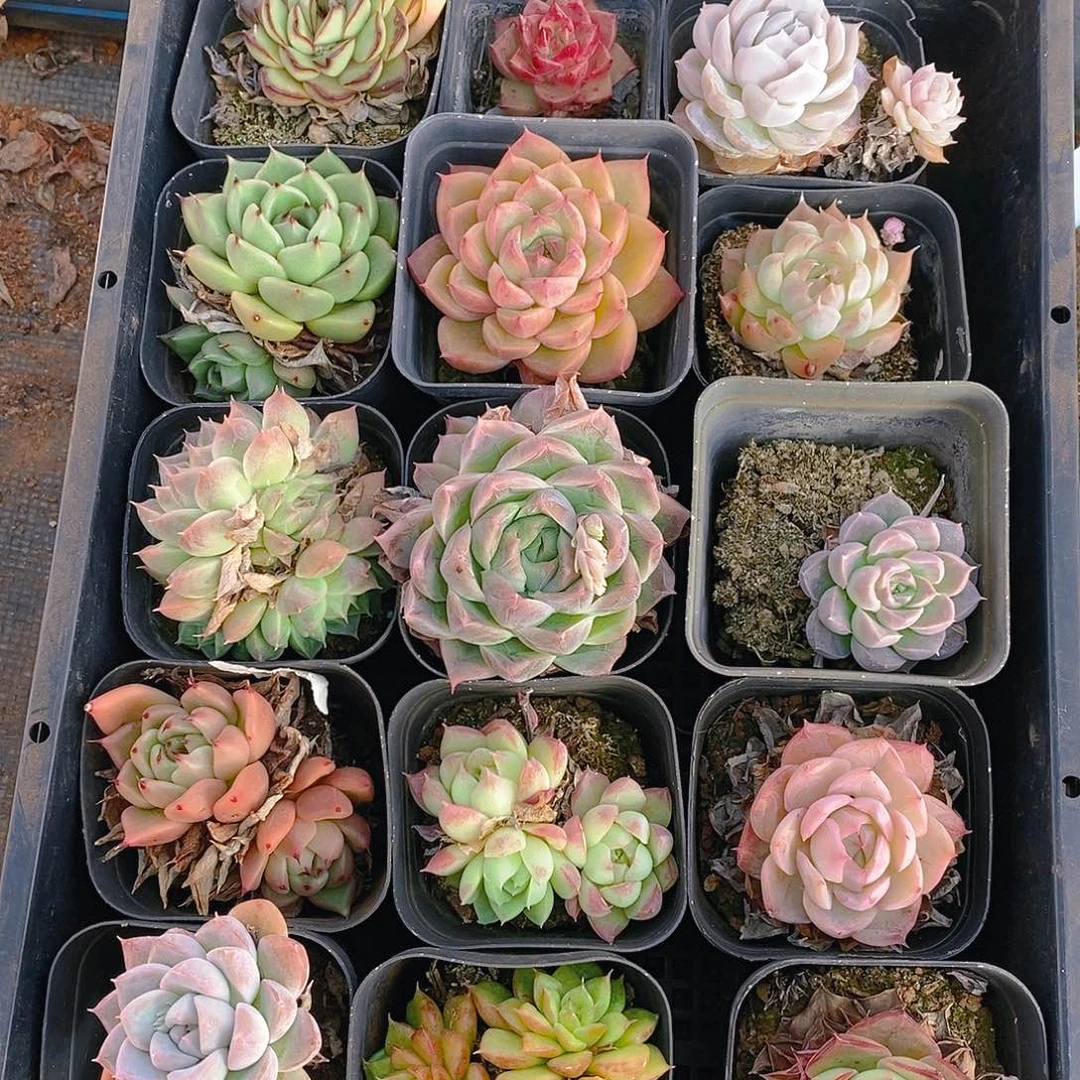 【闪购商品】云88号