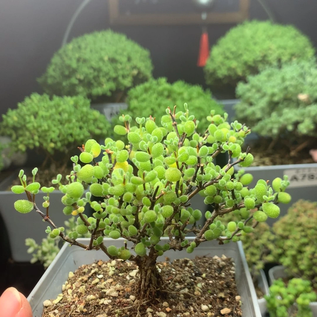 开***心866翡翠福利。。